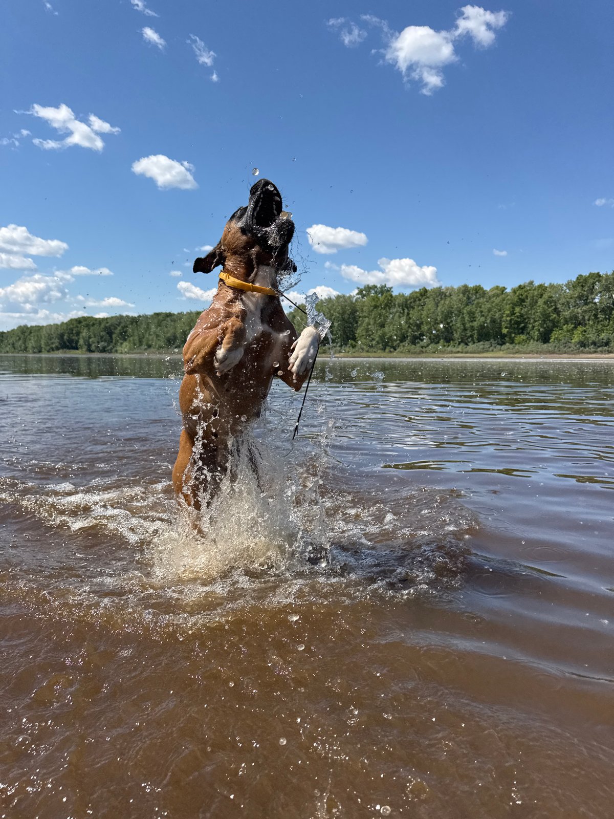 Summer morning documented in Chaikovsky: swimming dog, blooming gardens, riverside selfies