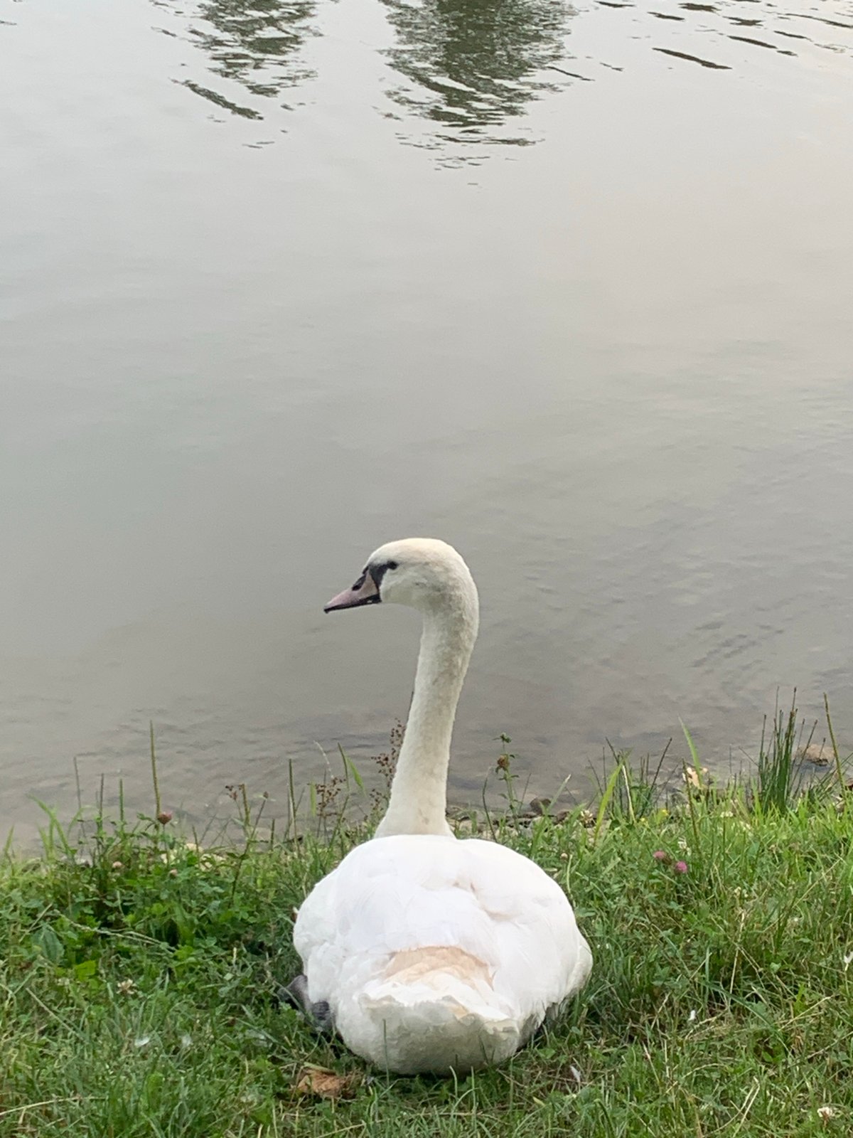 Swan resting beside a rusted footbridge on a Kolomyia waterway