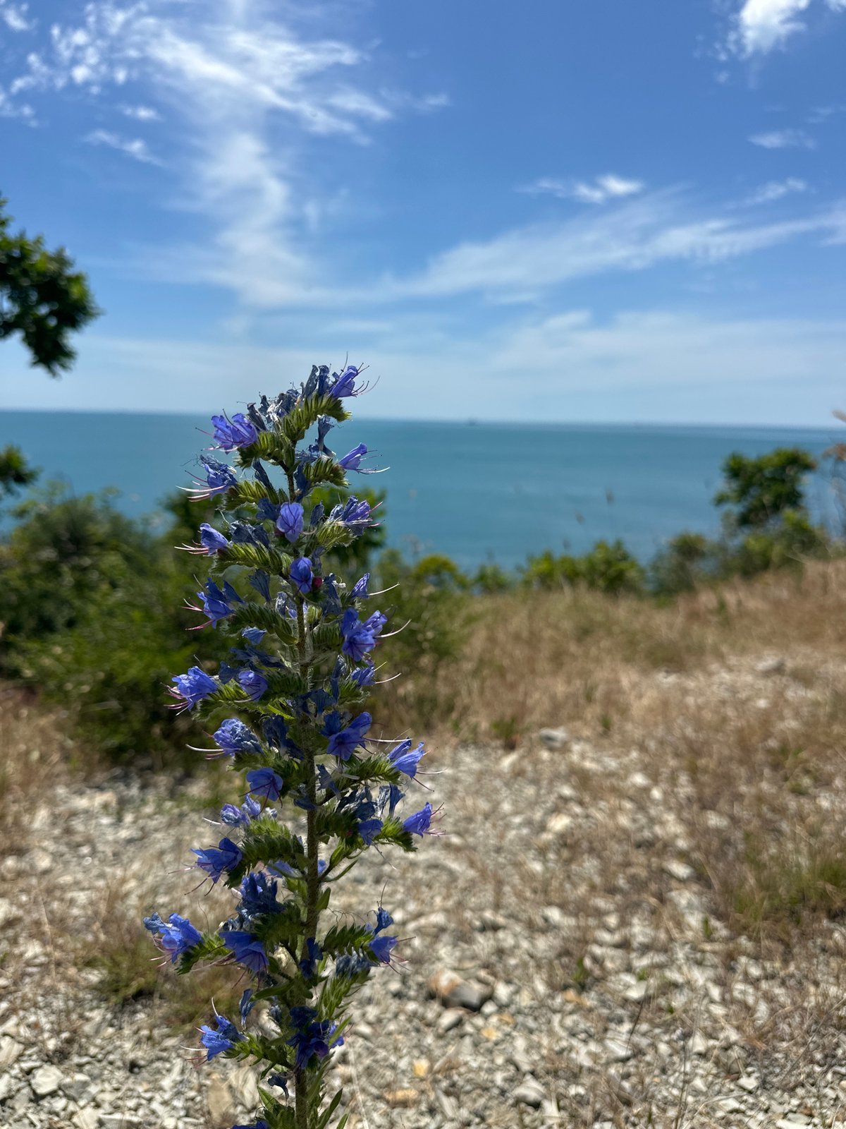 Black Sea coastline at Kabardinka — wildflowers, calm water, jet ski