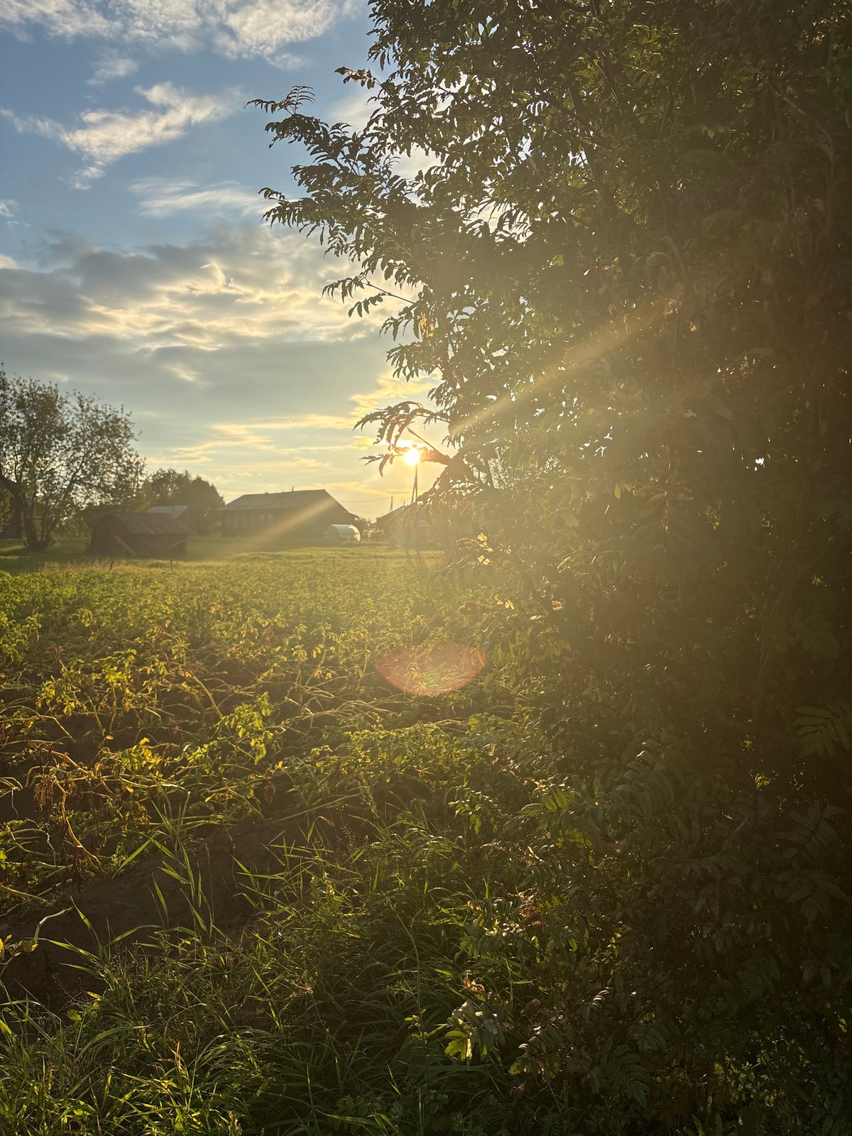 Cats, wildflowers, and old log cabins in rural Russia
