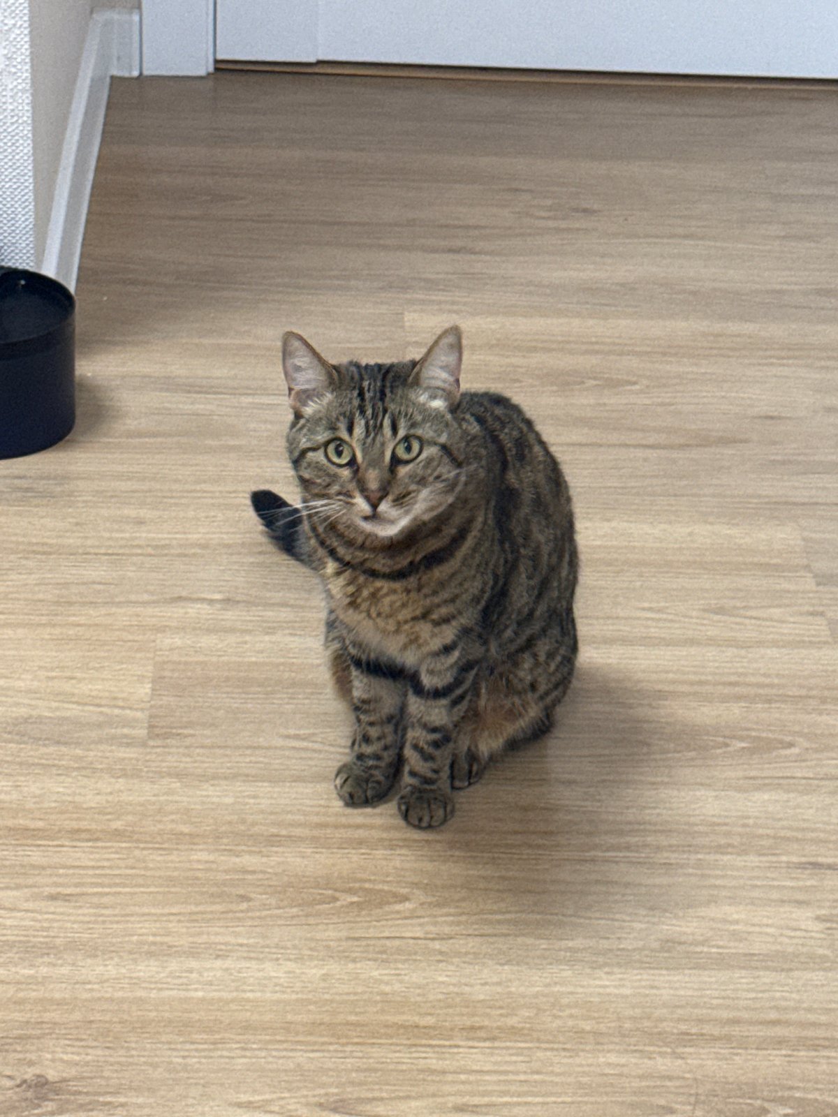 Tabby cat lounging indoors while a kid plays nearby