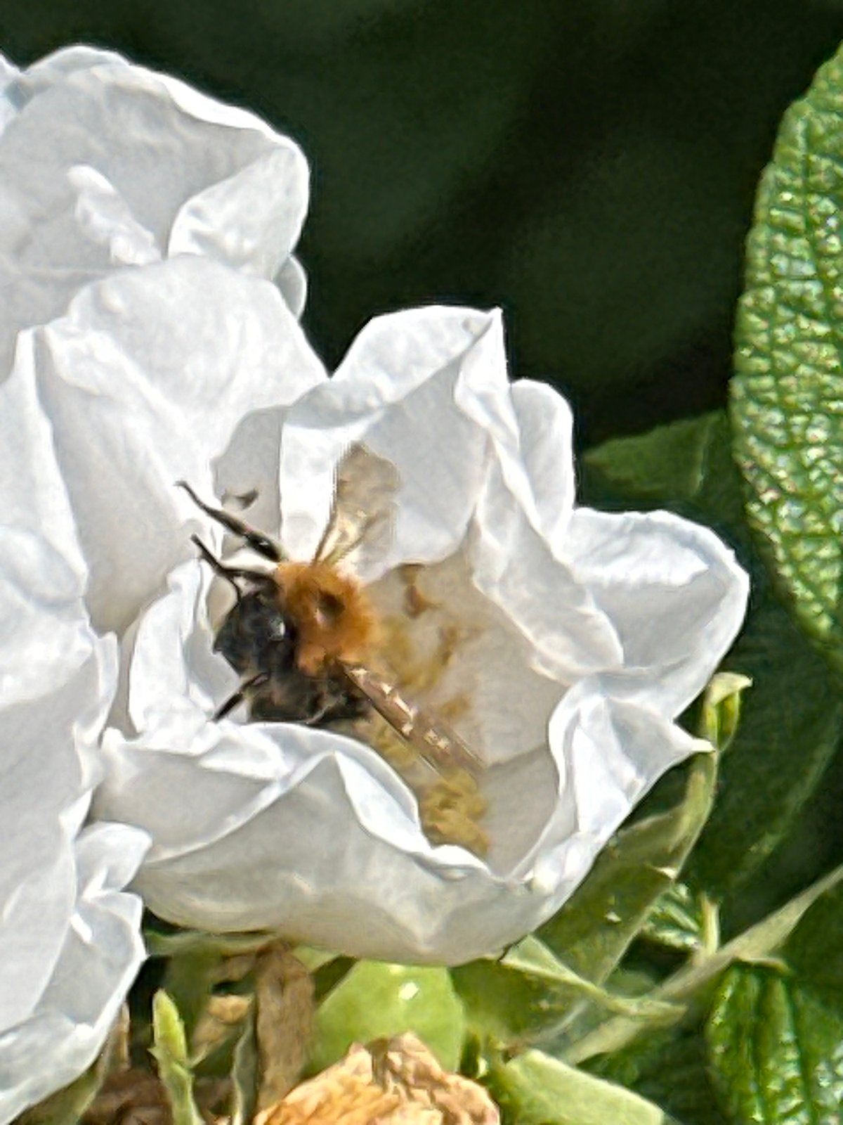 Lazy summer breakfast in Podolsk, bees and all