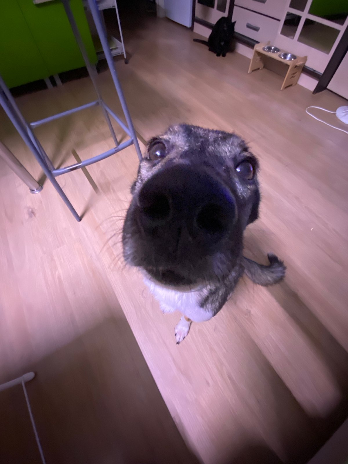 Close-up dog photos captured in Chaikovsky, Russia