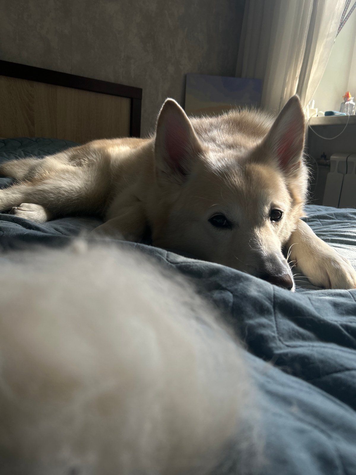 Lazy afternoon in Khimki — dogs, streets, and everyday odds and ends