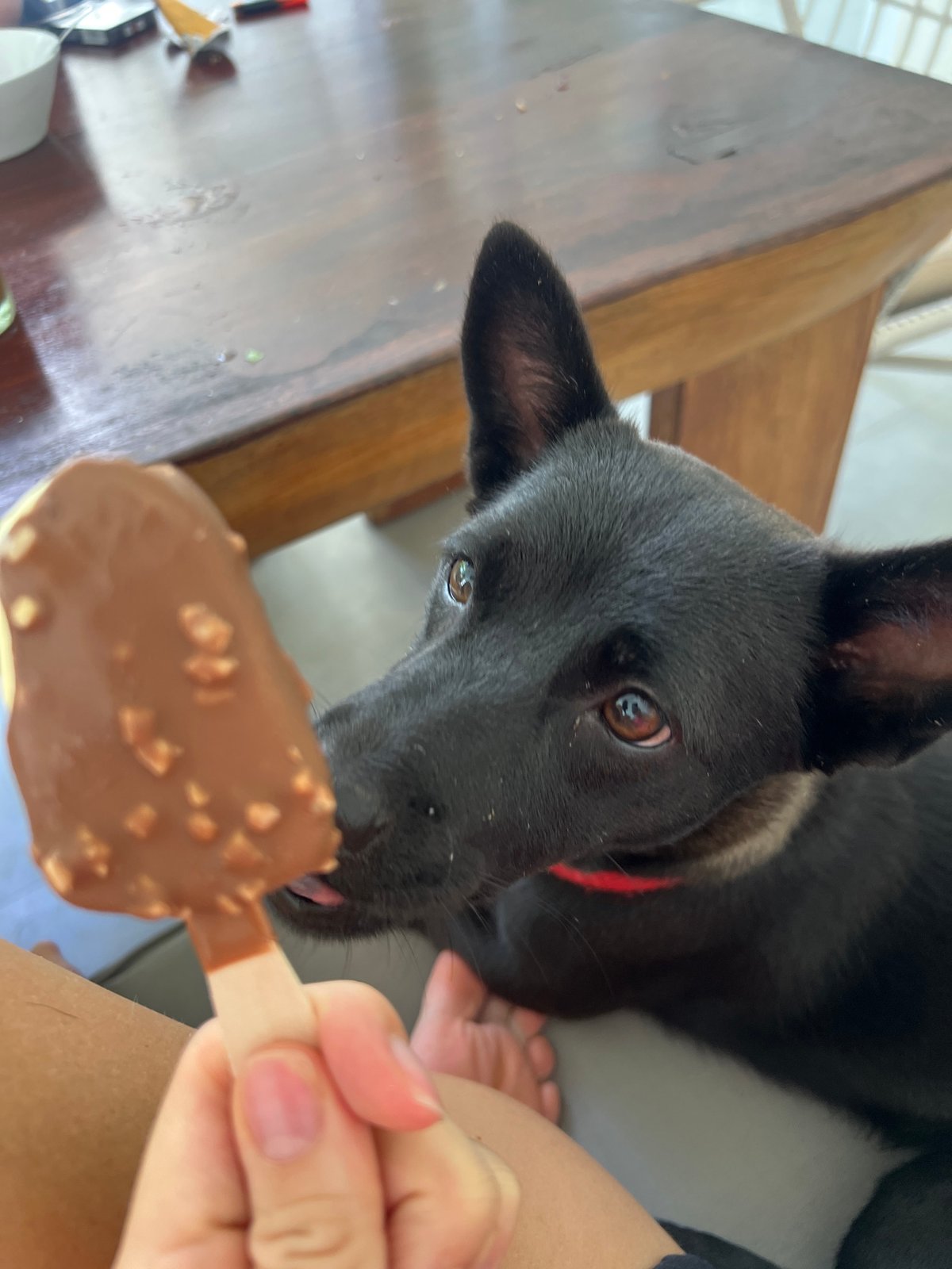 Black dog enjoys chocolate ice cream treat from owner