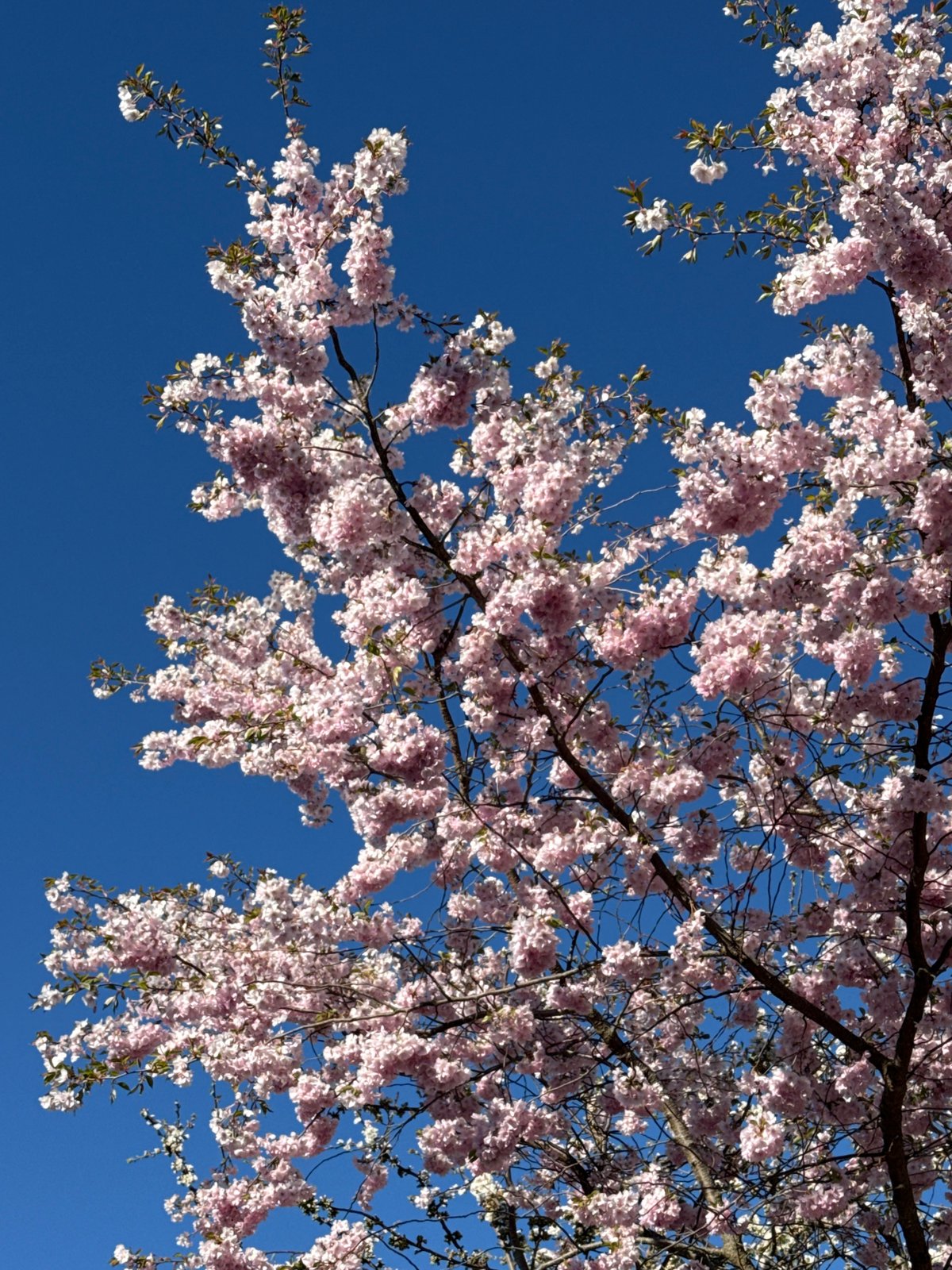 Spring blossoms documented across Kaliningrad during afternoon walkabout