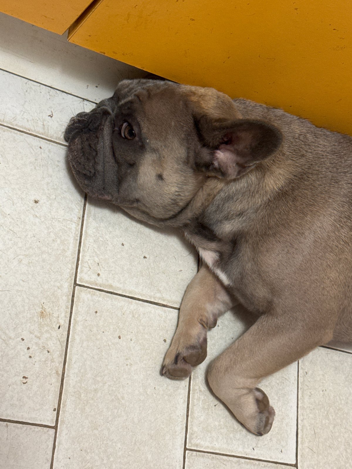 Two French Bulldogs lounging and snacking at home in Italy
