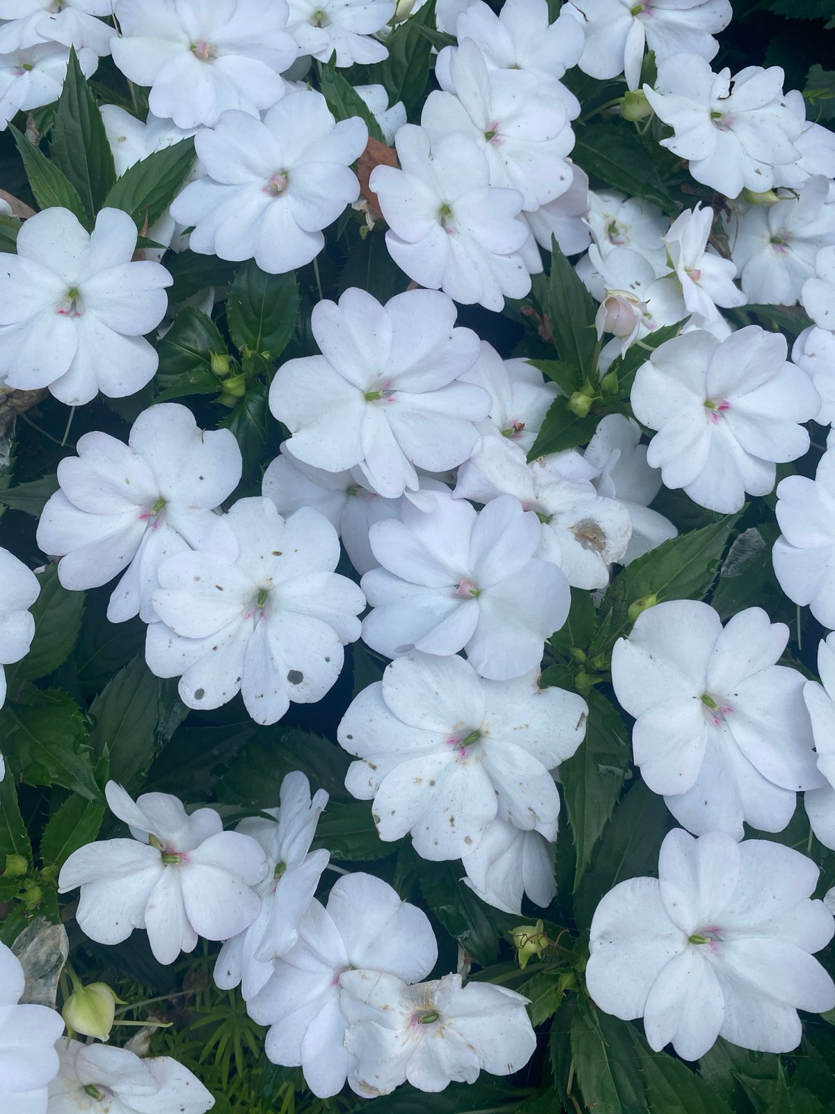 Afternoon at La Ronde: rides, flowers, and summer skies
