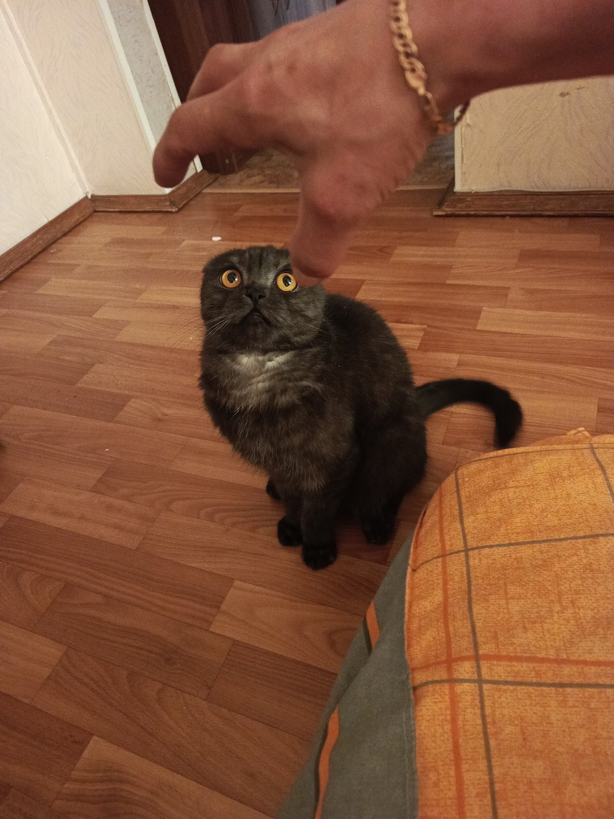 Gray Scottish Fold cat photographed indoors in Chaikovsky, Russia