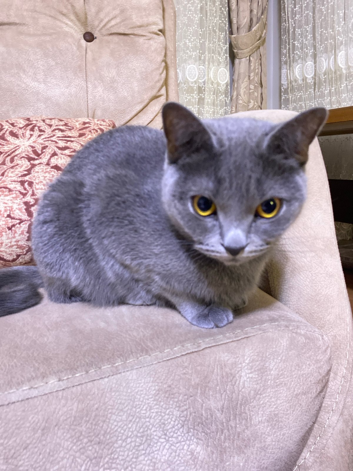 Grey cat holds court on the sofa in Kocasinan