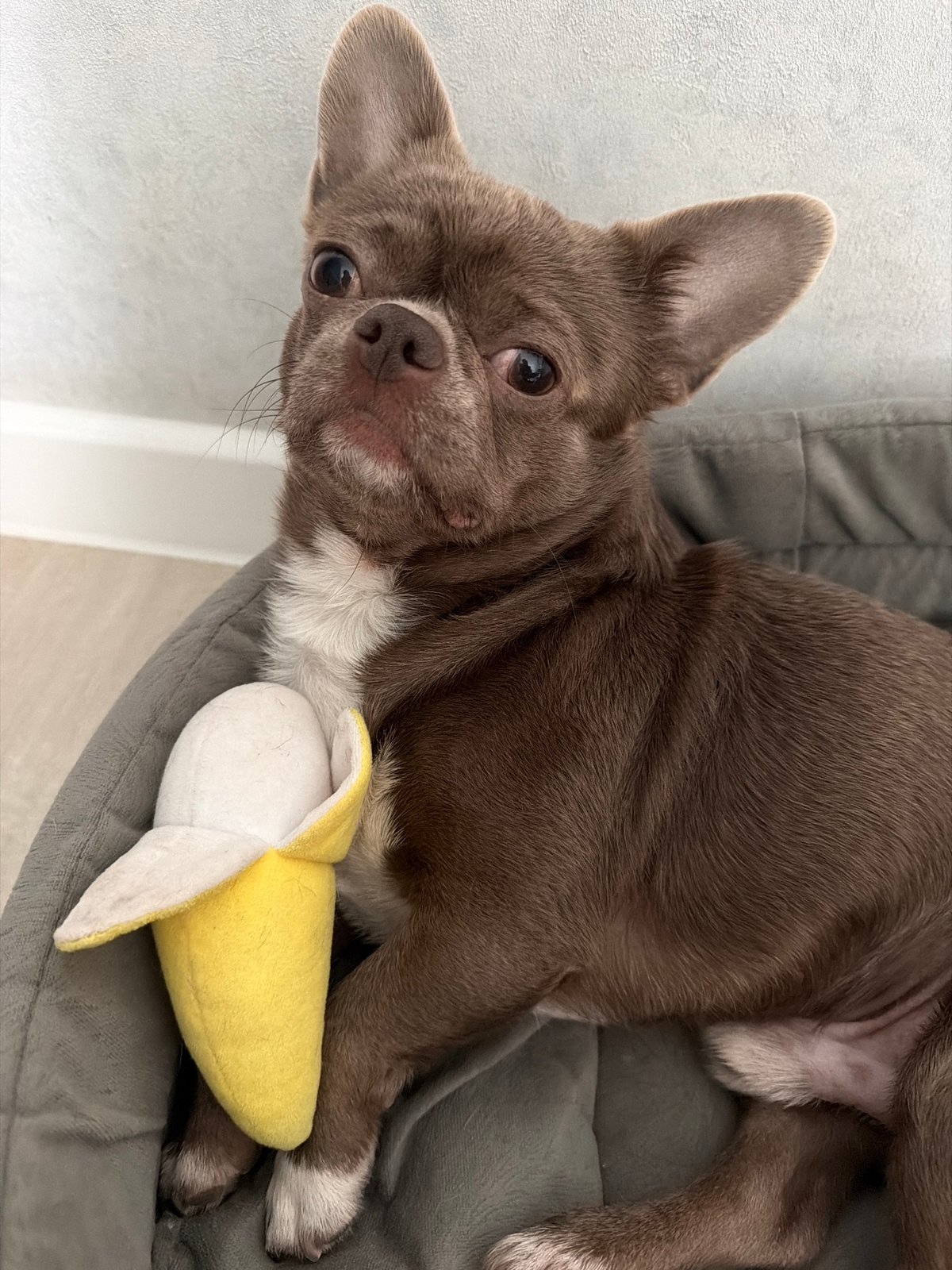 Woman documents self-care routine with pet Chihuahua in Votkinsk