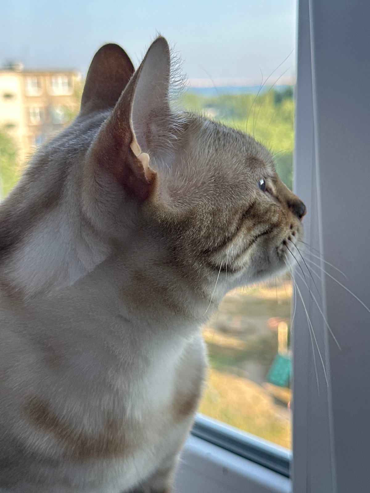 Two cats at home in Energetik, one watching the window