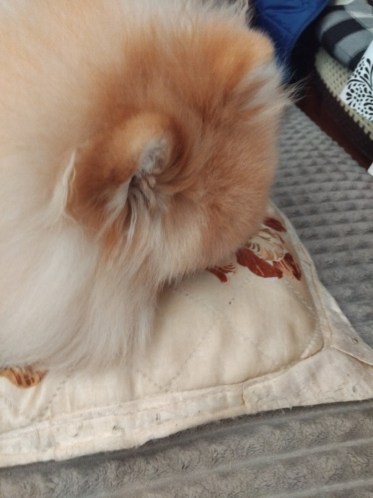 Pomeranian dog naps on pillow in Apriltsi home
