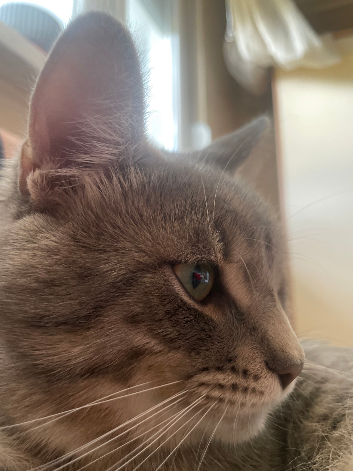 Gray tabby cat photographed resting on sofa in Novi Sad
