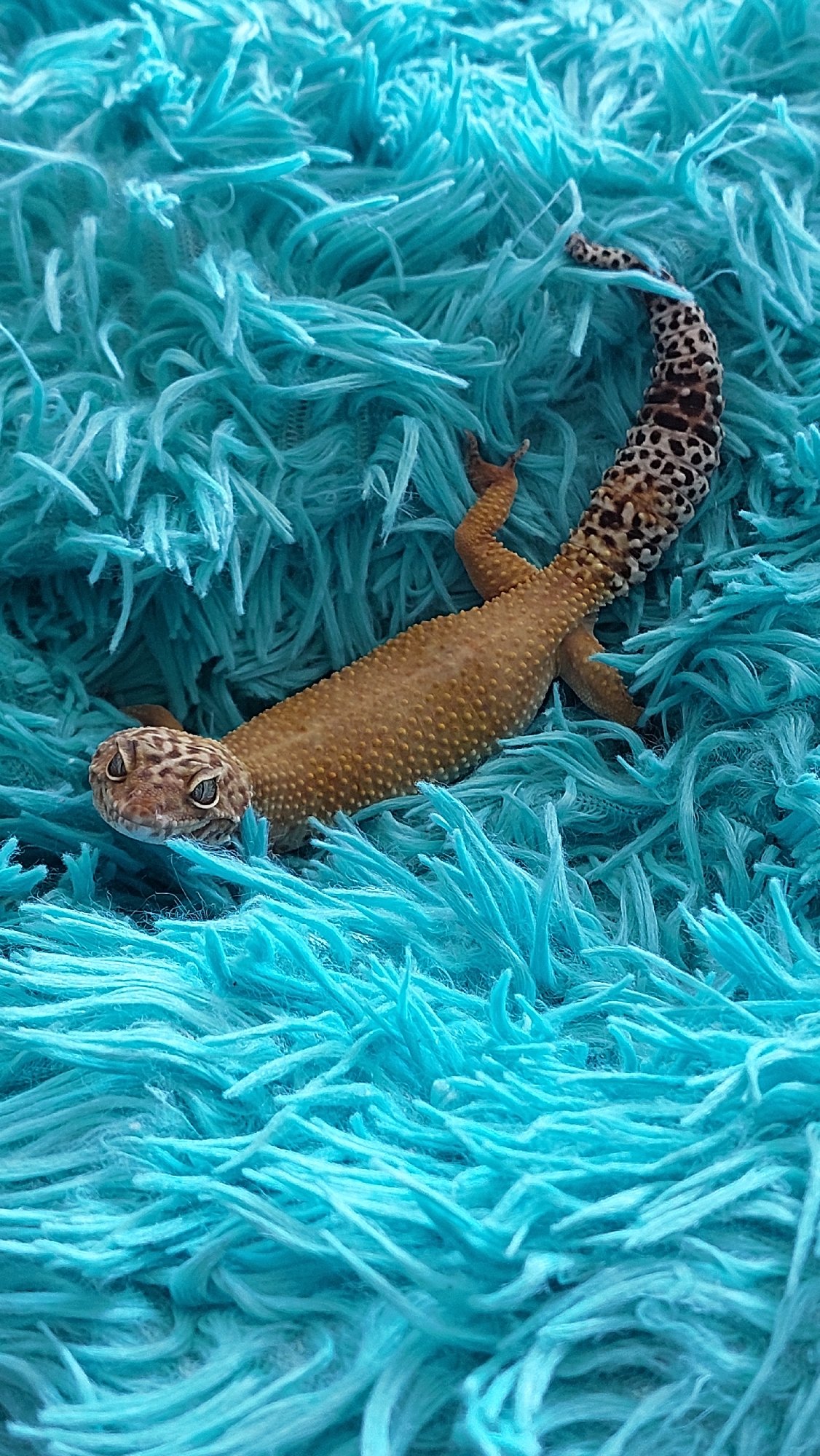 Pet owner documents geckos, animals in Russian home