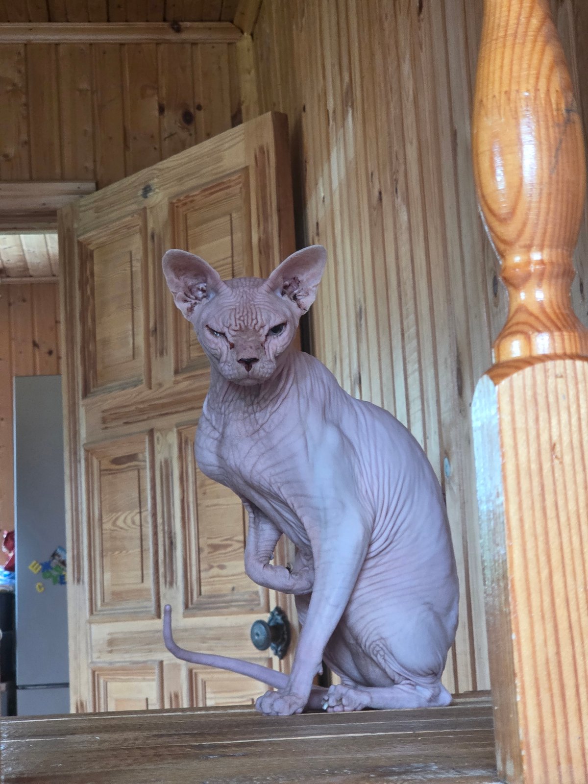 Dacha life in rural Russia: cats, food, forest, and old wood