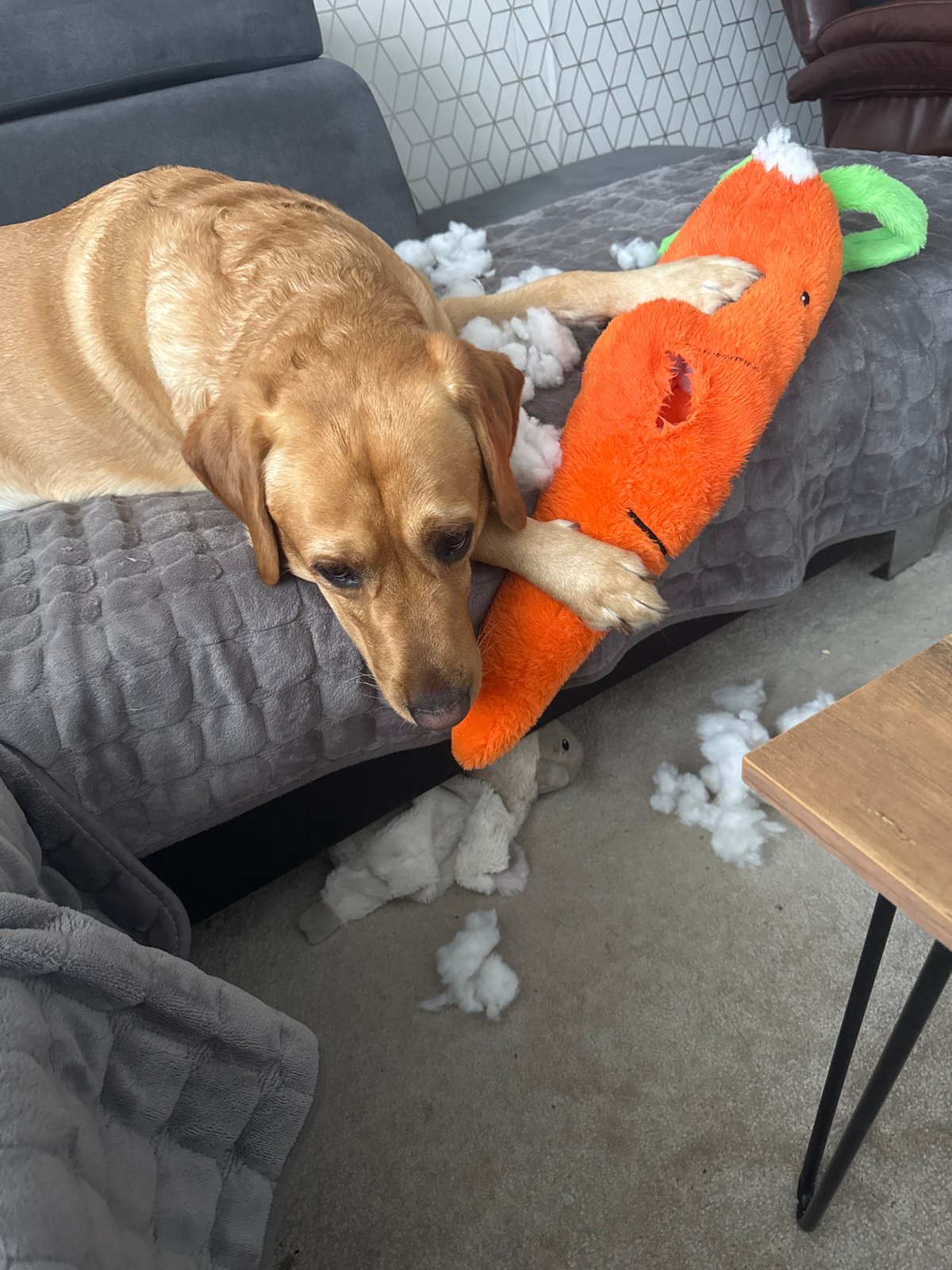 Labrador plays with carrot toy on Great Yarmouth sofa