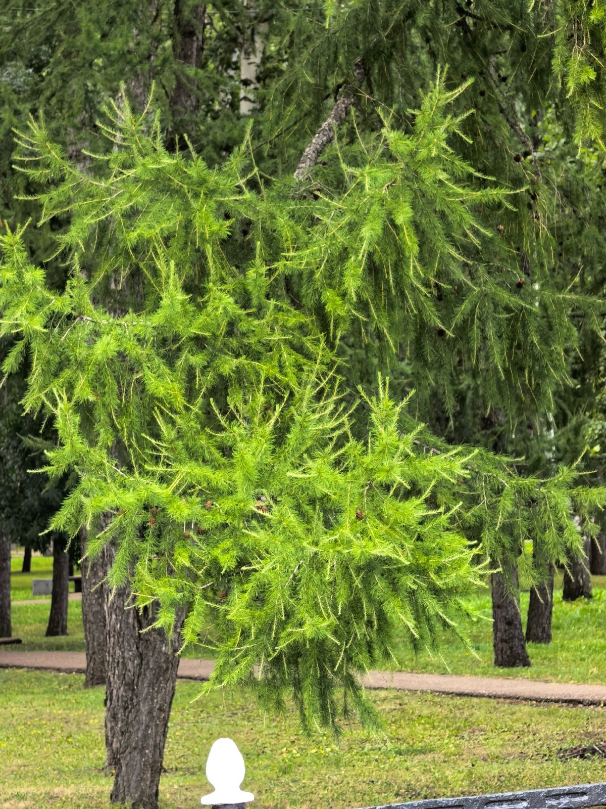 Morning walk through Sterlitamak's memorial park and tree-lined paths