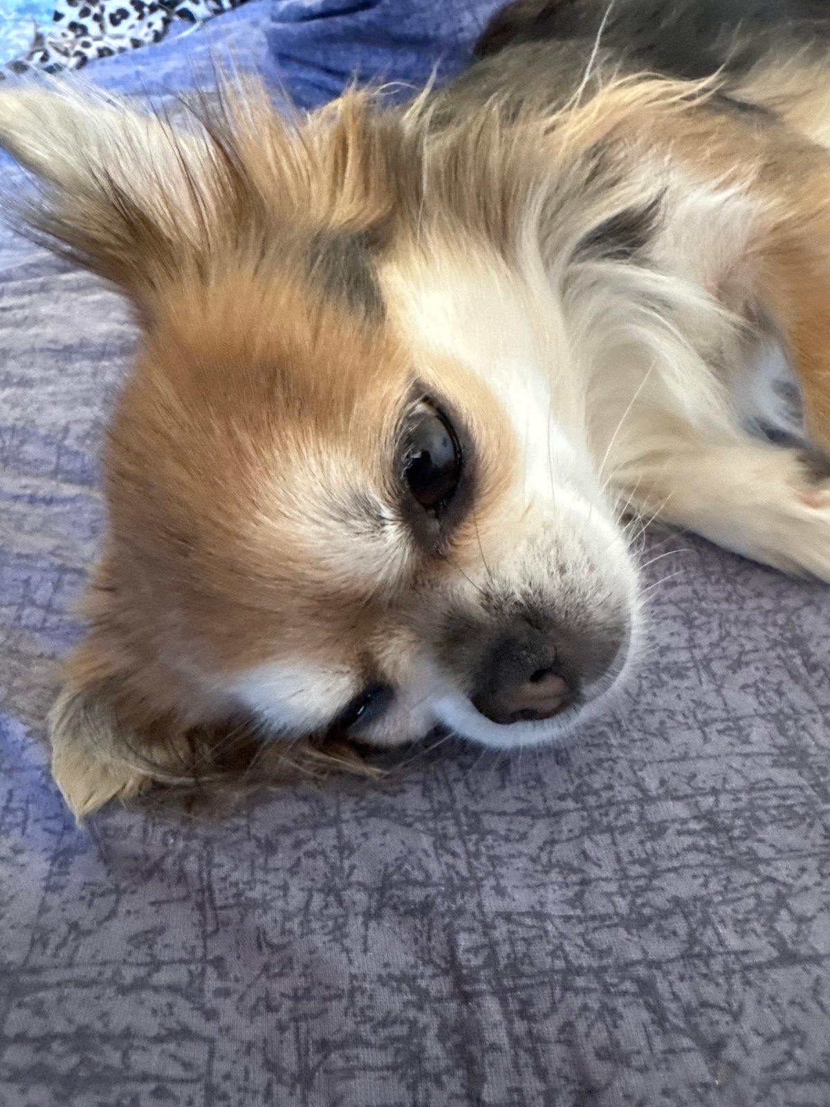 Chihuahua plays with toy in Saint Petersburg apartment