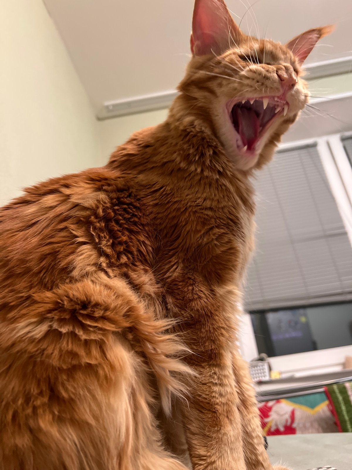 Casual indoor moments: yawning cat and shopping trip in Petersburg