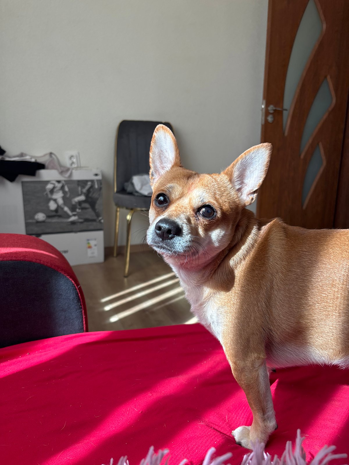 Quiet afternoon with pets documented in Kuklen, Bulgaria