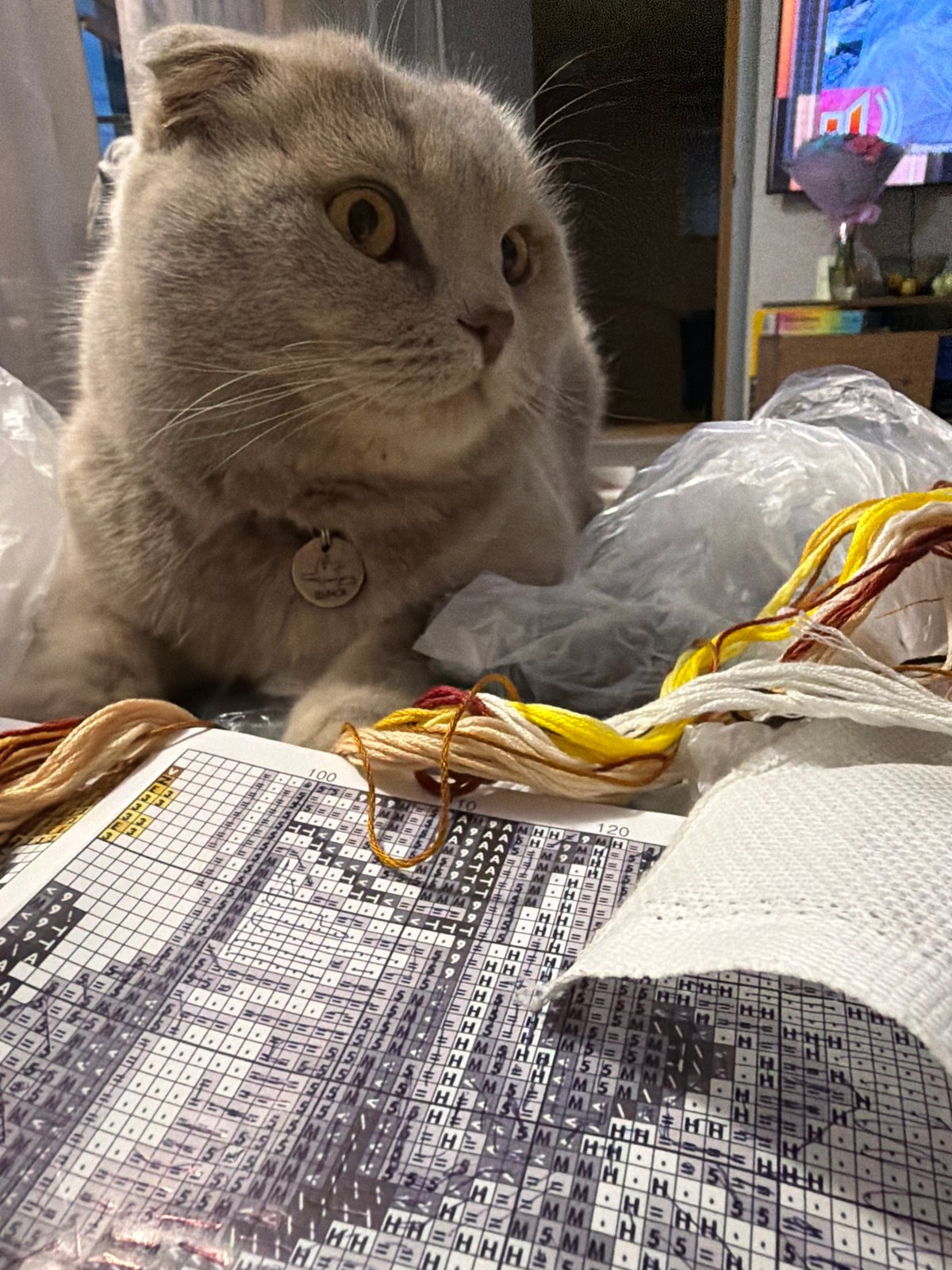 Scottish Fold cat spotted in Chaikovsky, Russia