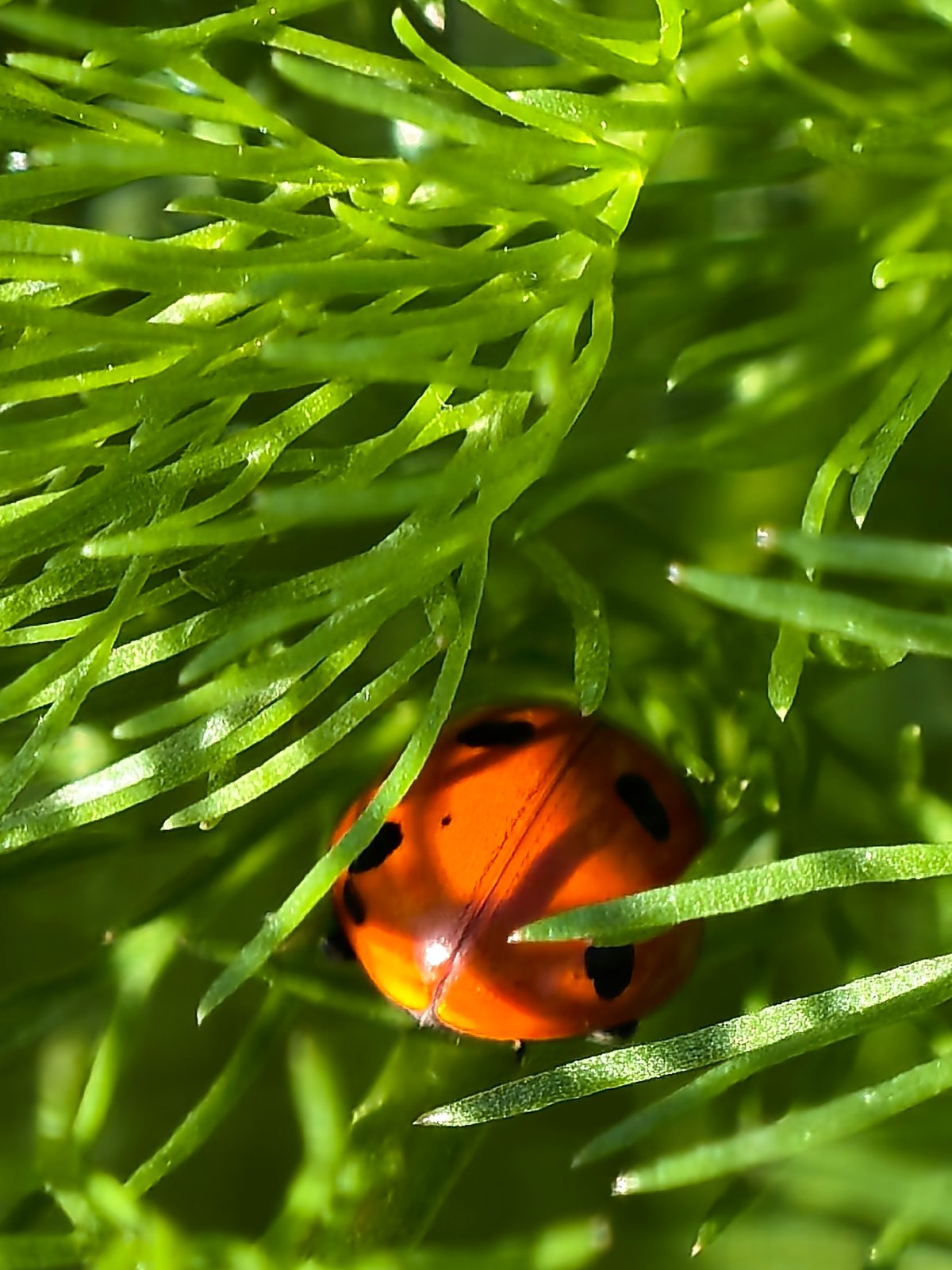 Morning nature scenes: ladybug, fields, mountains observed Friday