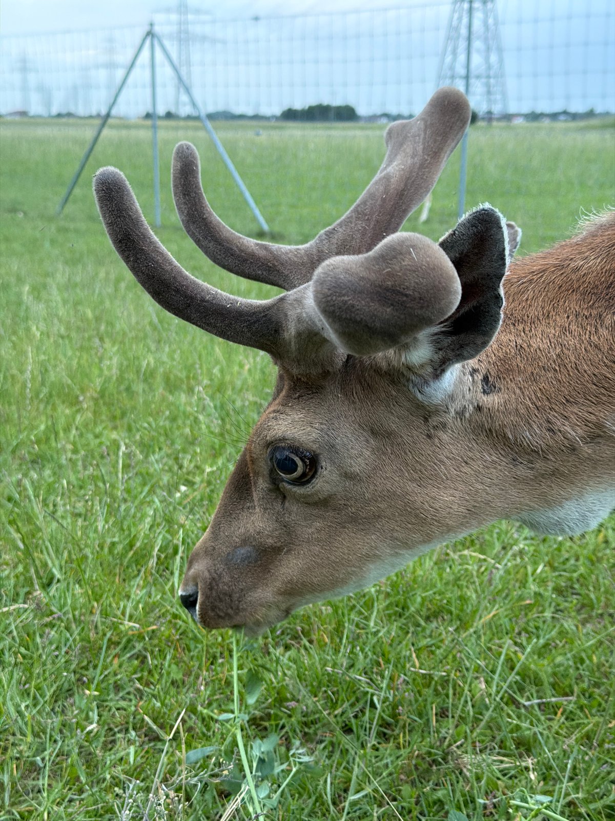 Fallow deer grazing in a fenced field near Pliening