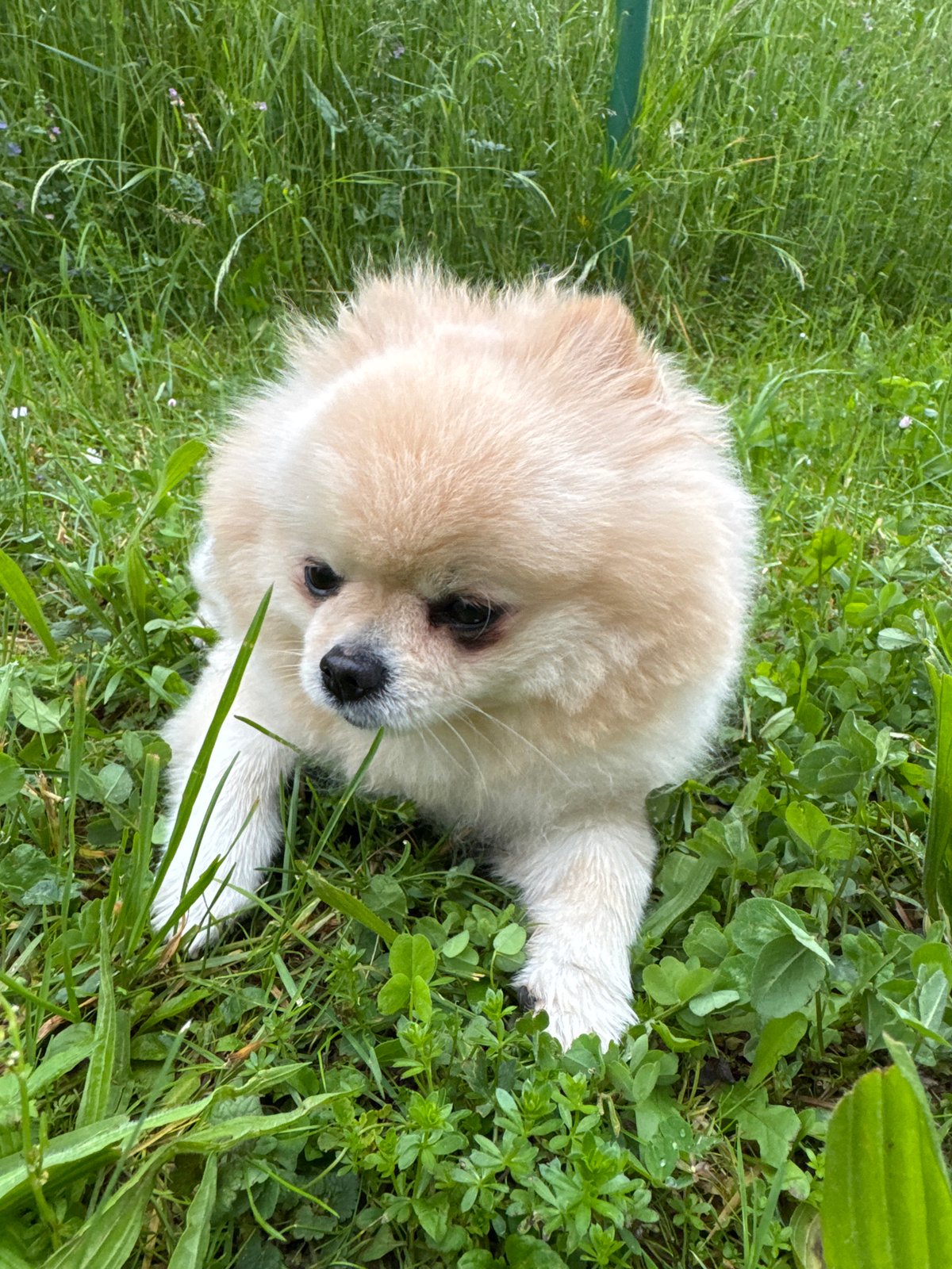Pomeranian dog enjoys grassy rest in Bietigheim-Bissingen park