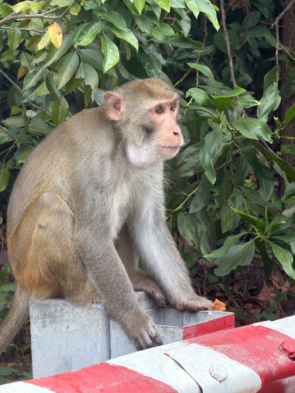 Macaques snacking and lounging along a Đà Nẵng roadside