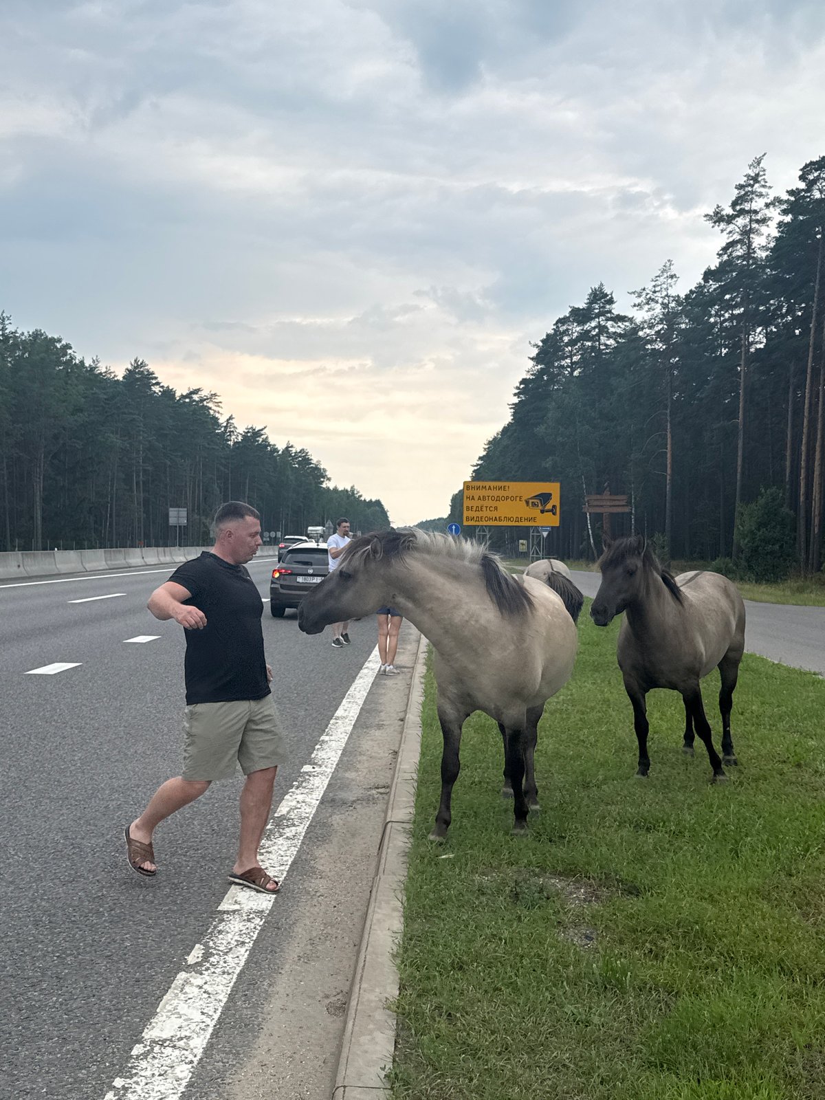 Roadside horses draw a crowd on a Belarusian highway