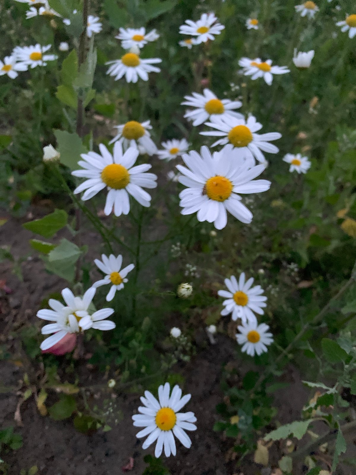 Wildflowers, a soda can, and a construction site in Noginsk