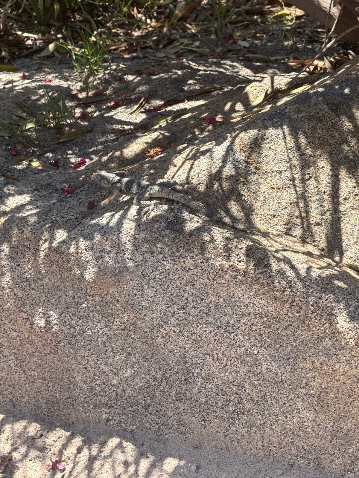 Lizard spotted on stone near flowering bush in Kos