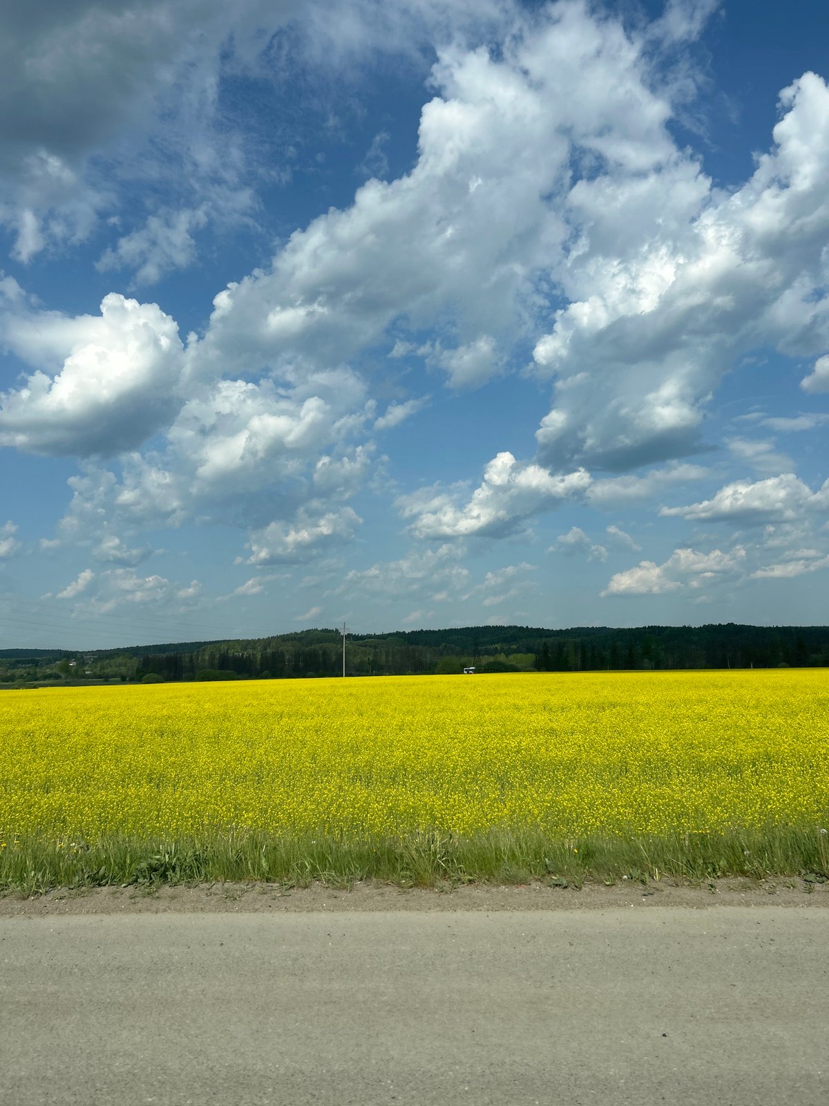 Yellow flowering field captured alongside road in Zvyozdny, Russia