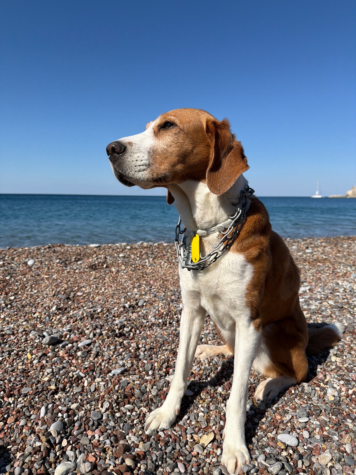 Dog plays on pebble beach in Montenegro coastal town
