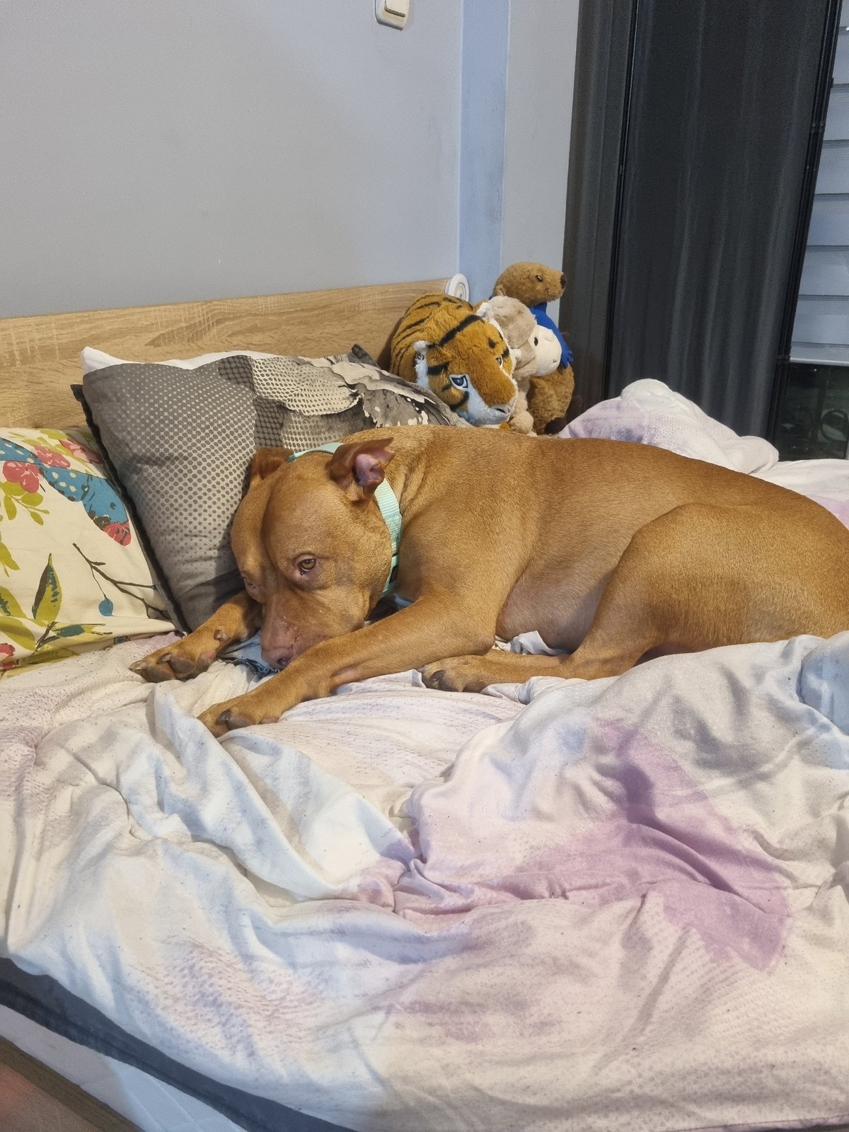 Dog rests in bedroom during evening hours