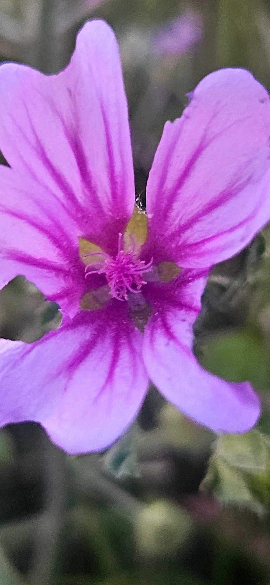 Rural sunset walk documented through fields and wildflowers