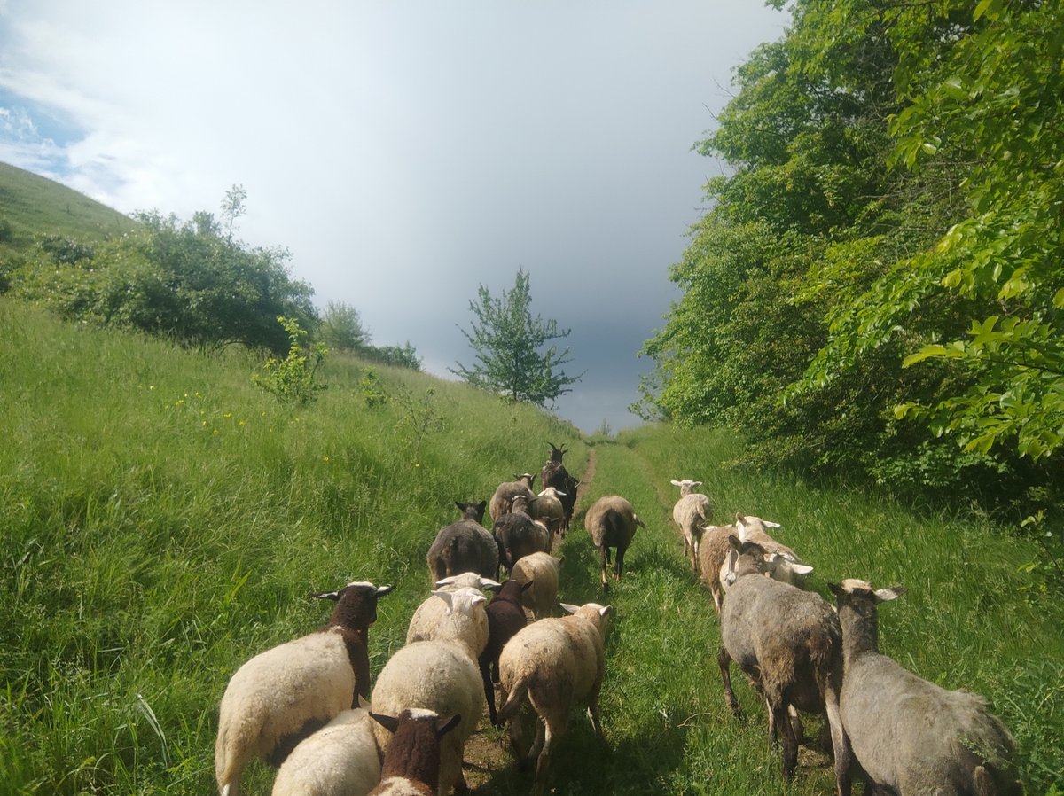 Sheep flock grazes in rural fields under cloudy skies