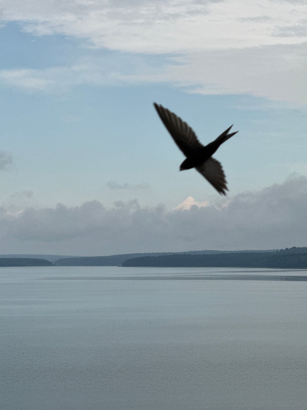 Swallow in flight over calm Votkinsk waterfront
