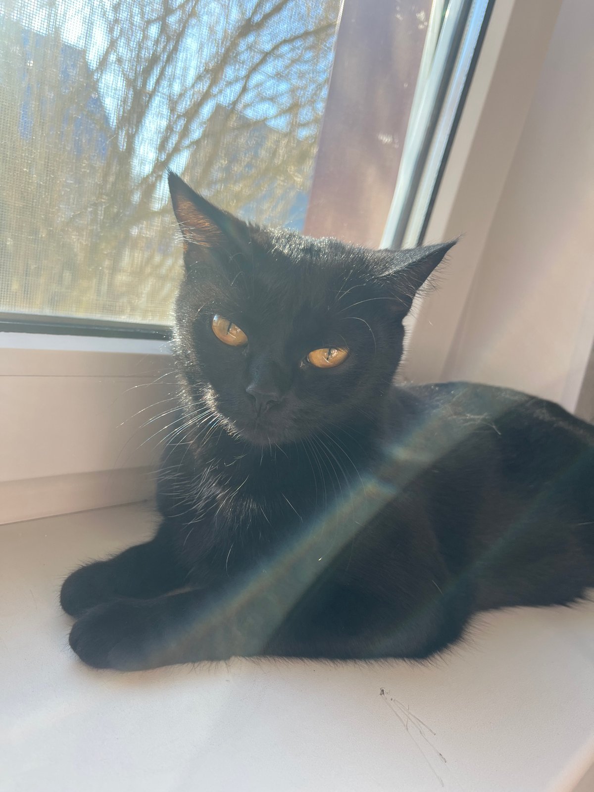Black cat spotted on windowsill in Chaikovsky, Russia