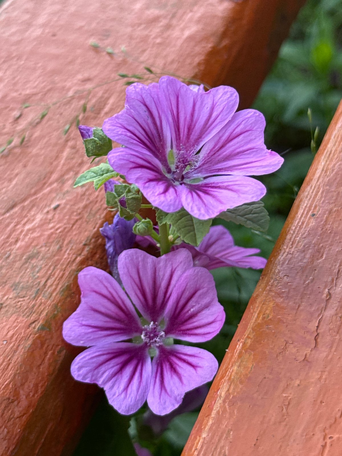 Garden flowers and butterflies fill a summer afternoon in Noviy