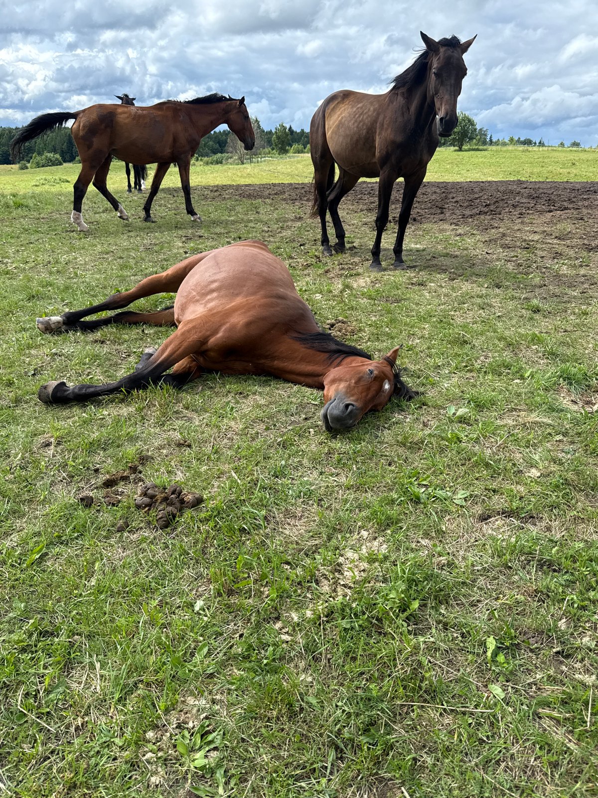 Horses resting in Lithuanian fields on a overcast morning