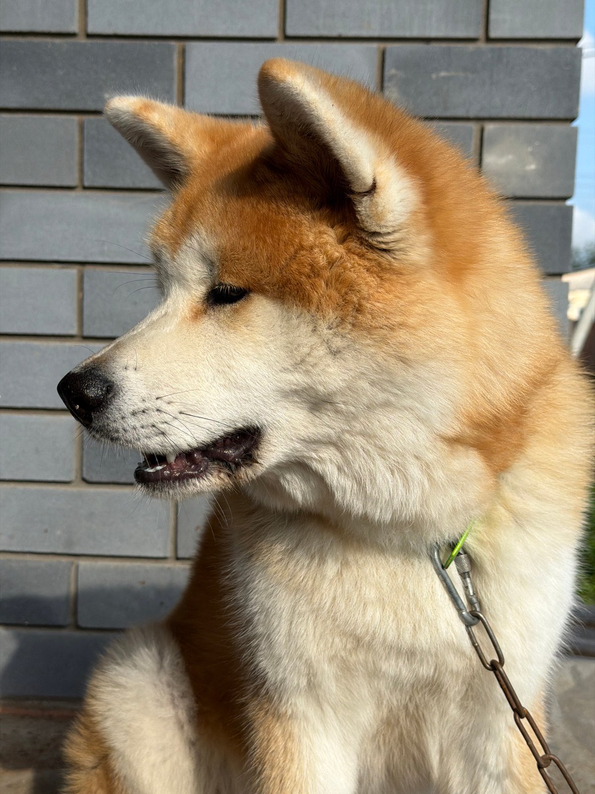 Akita dog resting outside a brick building in Chaikovsky
