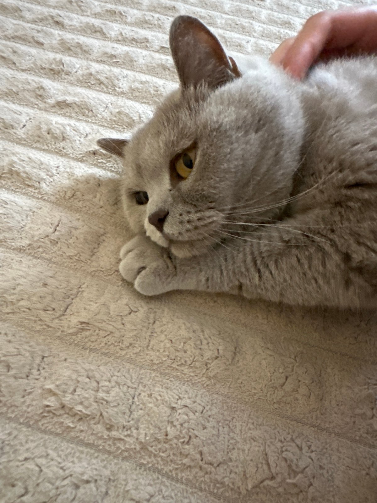 Cat grooming session documented in Ternopil apartment