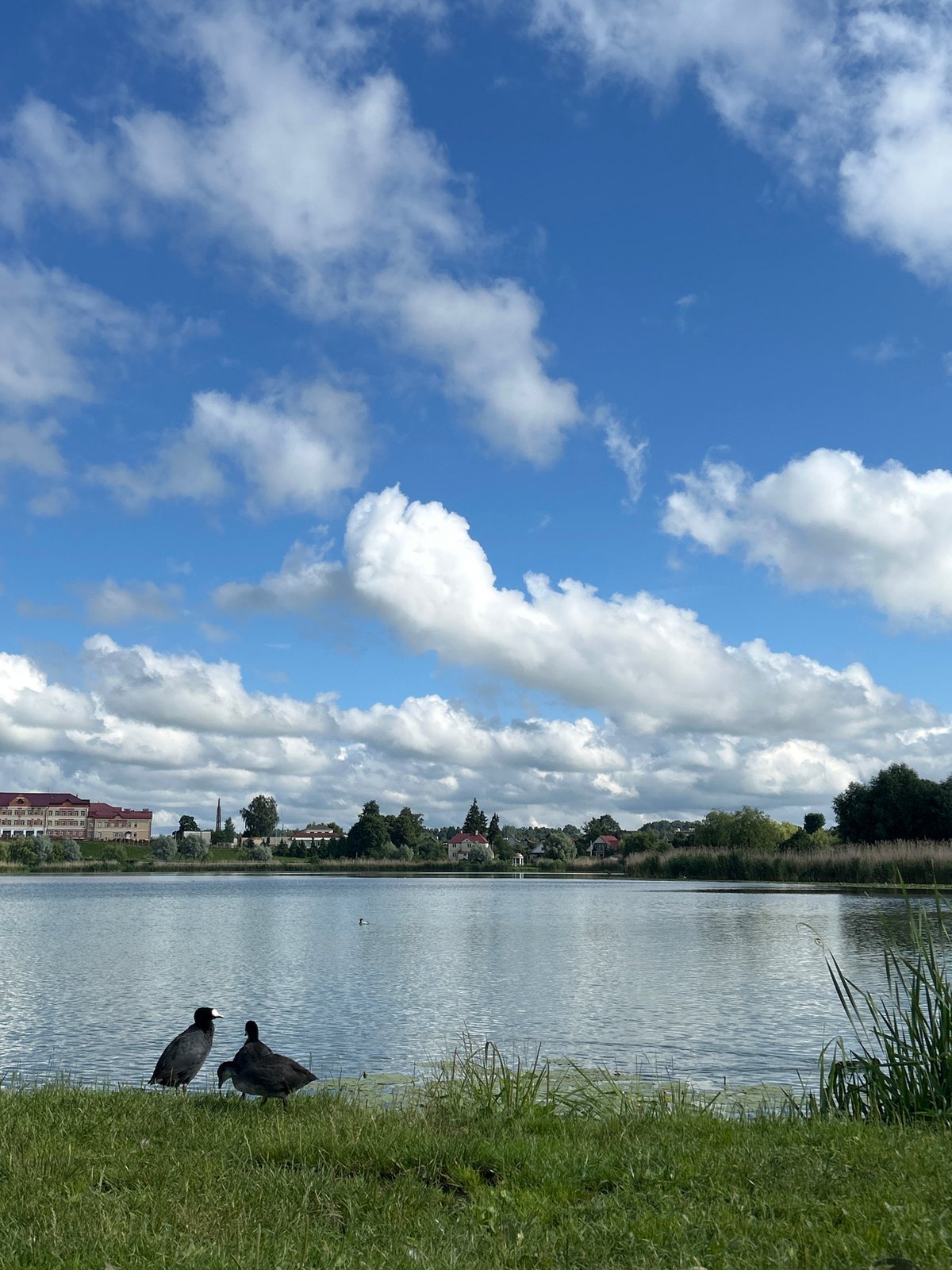 Lakeside park in rural Belarus, waterbirds and public sculpture