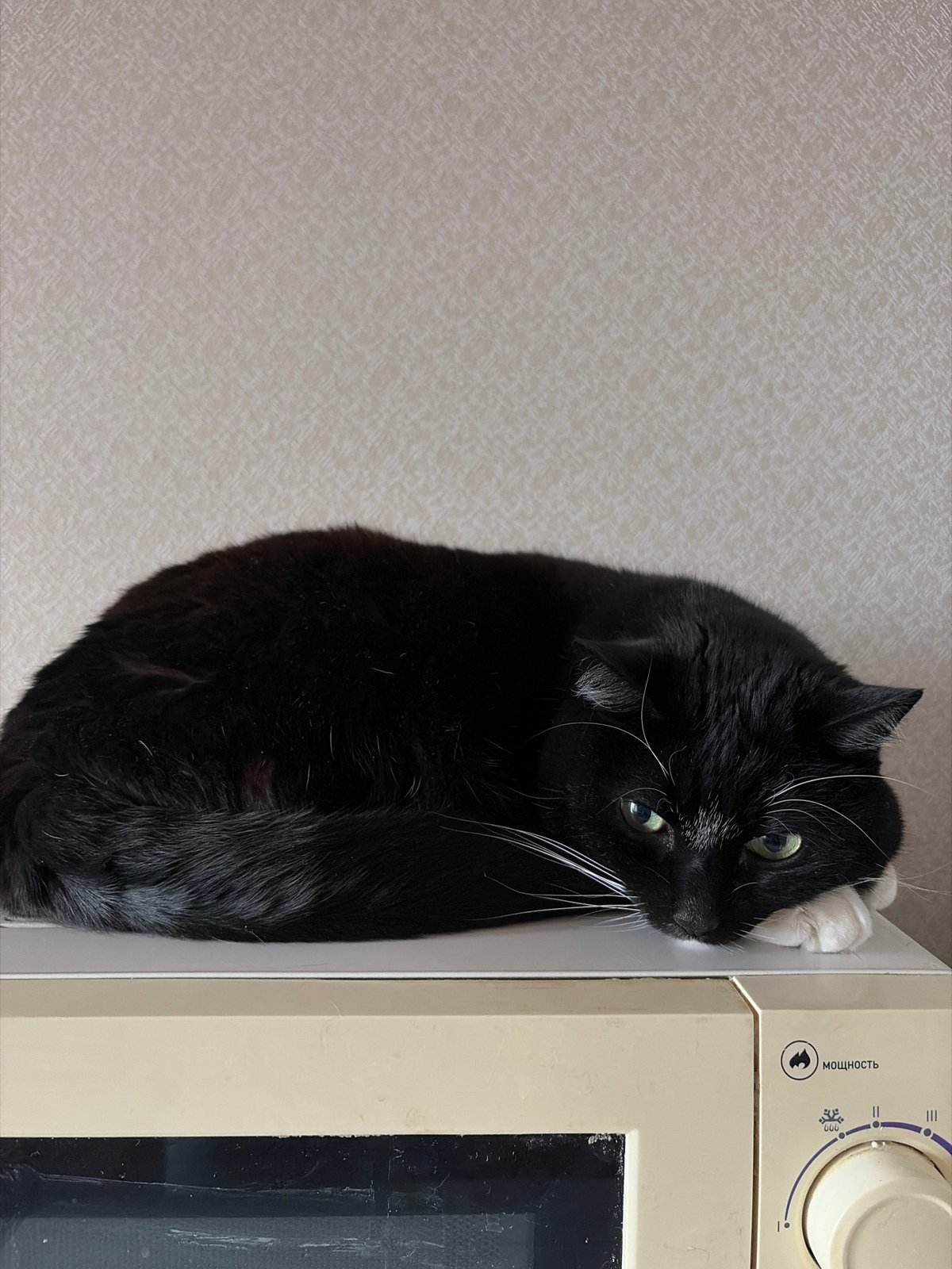 Morning cat moments documented in Chaikovsky home