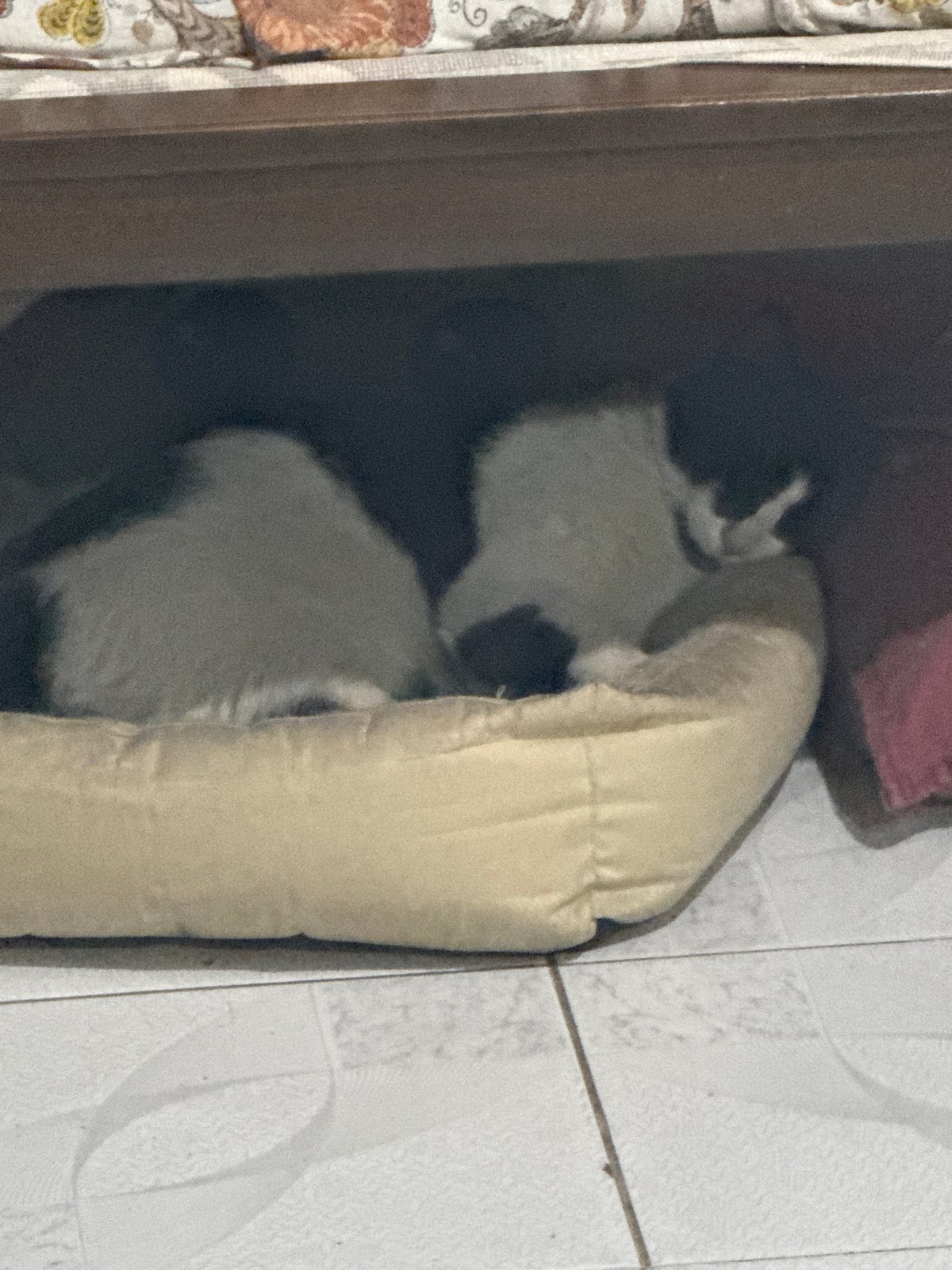 Cat spotted hiding behind object in Puebla home