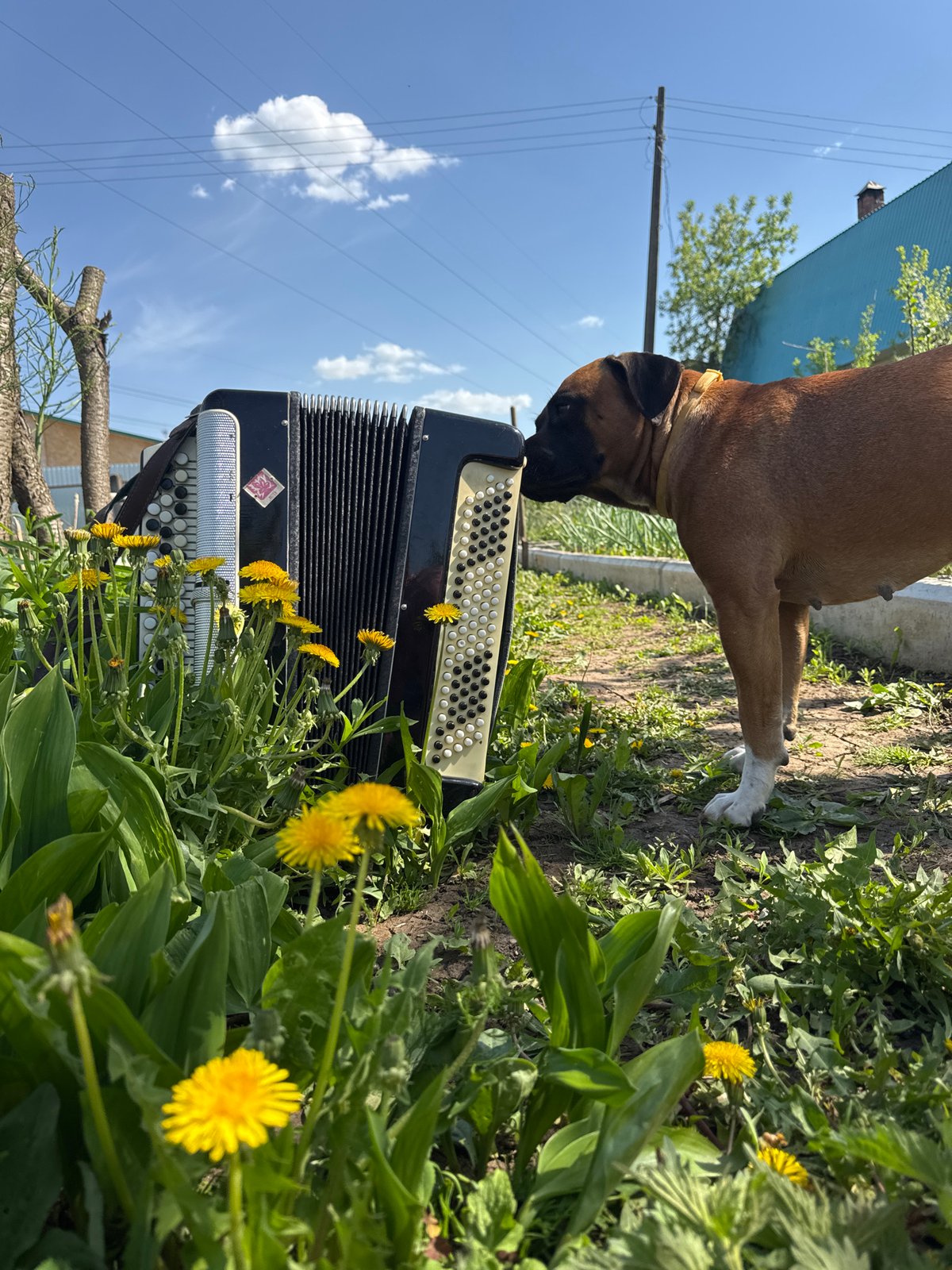 Dog discovers accordion among dandelions in Russian backyard