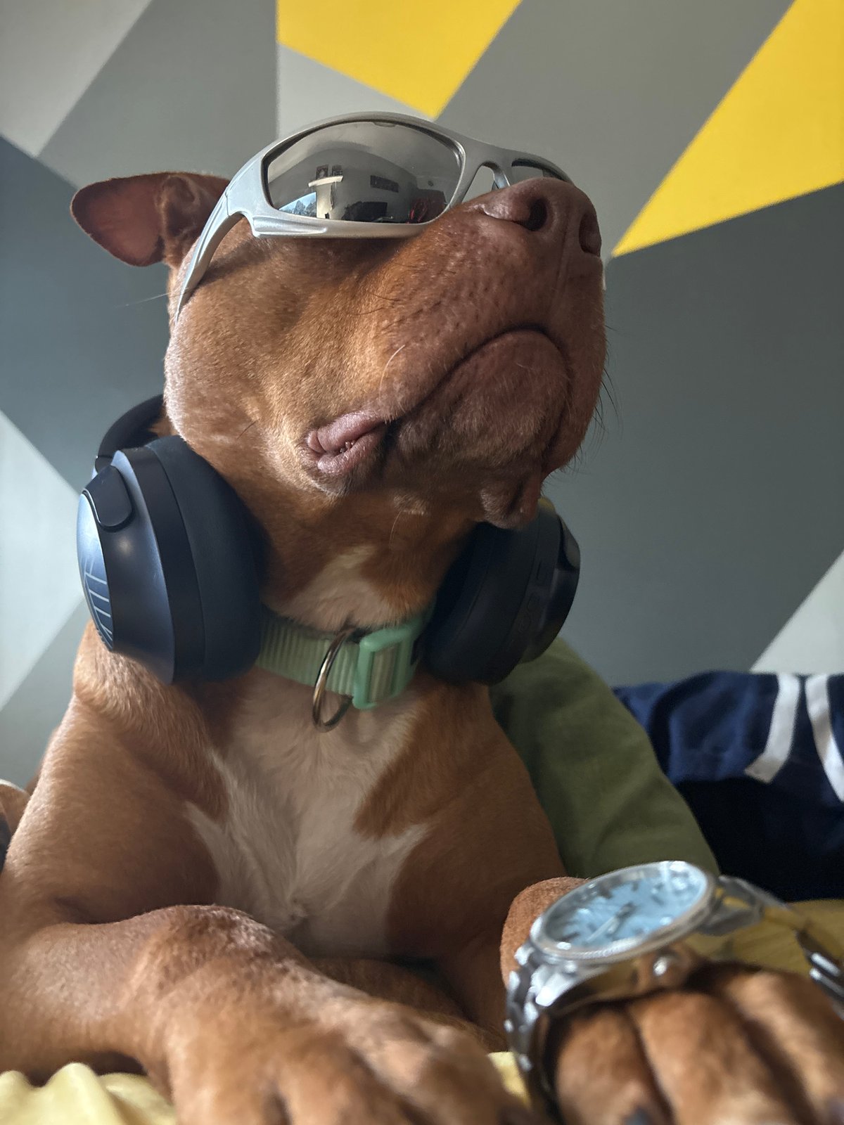 Dog Spotted Wearing Sunglasses and Watch in Sofia