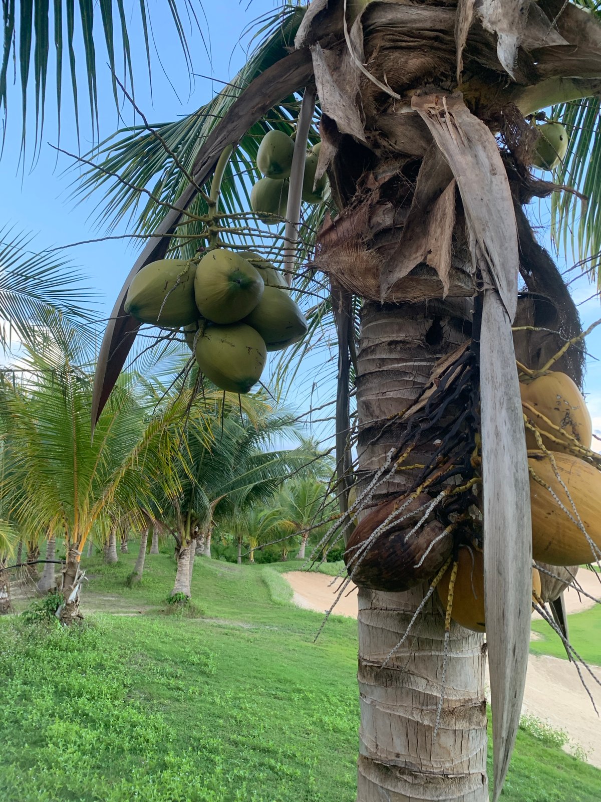 Tropical garden walk with a poodle in Phu Thuy Ward